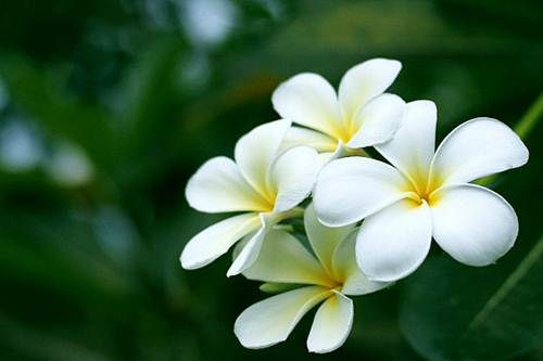 10 loài hoa đẹp nhất thế giới đã ngắm là không thể rời mắt