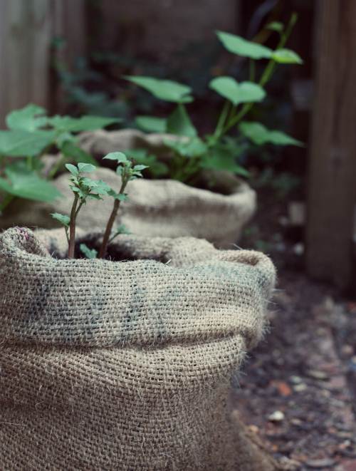 Cách trồng khoai lang trong túi đất sét bằng chồi từ khoai tây - 10