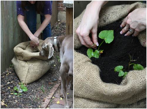 Cách trồng khoai lang trong túi đất với mầm từ khoai tây - 9