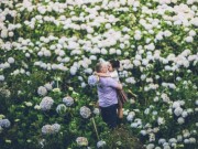 Du lịch - Đi Đà Lạt ngay hôm nay để đắm chìm trong vườn hoa cẩm tú cầu đẹp đệ nhất