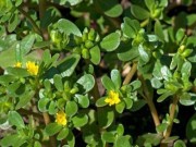 Sức khỏe - Thực phẩm giúp người bị thủy đậu nhanh hồi phục sức khỏe