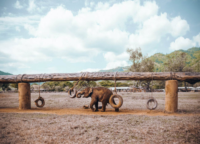 Trong Công viên voi, những con voi này sẽ không bị bắt phải làm việc.
