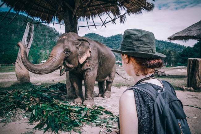 Trở thành tình nguyện viên trong Công viên voi mang đến cho du khách trải nghiệm khó quên.
