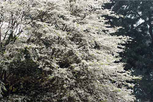 Những cung đường hoa sưa thương nhớ của tháng Ba Hà Nội - 1