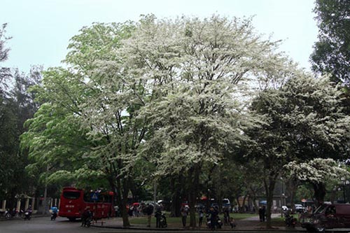 Những cung đường hoa sưa thương nhớ của tháng Ba Hà Nội - 10