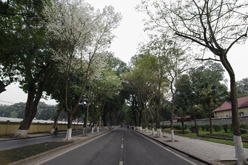 Những cung đường hoa sưa thương nhớ của tháng Ba Hà Nội - 12
