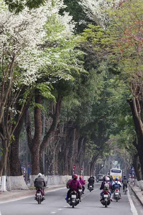 Những cung đường hoa sưa thương nhớ của tháng Ba Hà Nội - 13