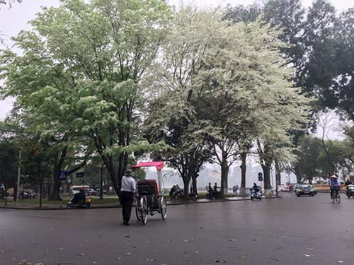 Những cung đường hoa sưa thương nhớ của tháng Ba Hà Nội - 15