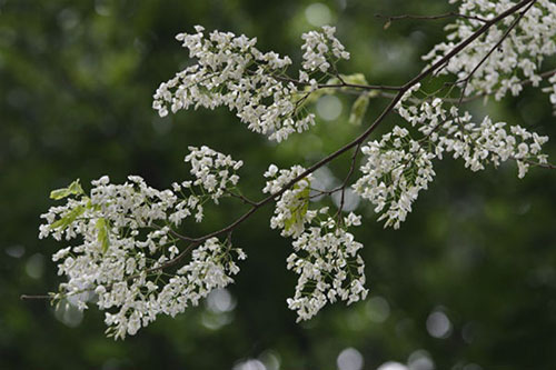 Những cung đường hoa sưa thương nhớ của tháng Ba Hà Nội - 2