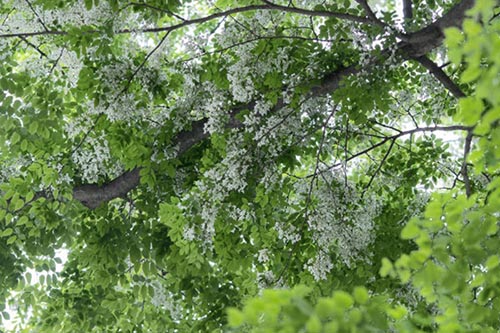 Những cung đường hoa sưa thương nhớ của tháng Ba Hà Nội - 3