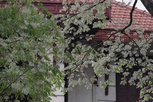 Những cung đường hoa sưa thương nhớ của tháng Ba Hà Nội - 4