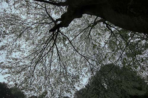 Những cung đường hoa sưa thương nhớ của tháng Ba Hà Nội - 5