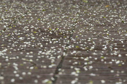 Những cung đường hoa sưa thương nhớ của tháng Ba Hà Nội - 6