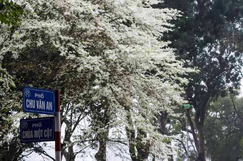 Những cung đường hoa sưa thương nhớ của tháng Ba Hà Nội - 7