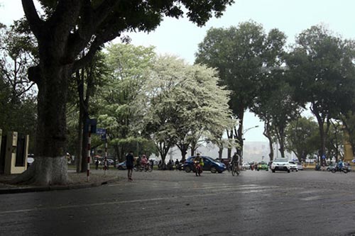 Những cung đường hoa sưa thương nhớ của tháng Ba Hà Nội - 8