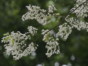 Du lịch - Những cung đường hoa sưa thương nhớ của tháng Ba Hà Nội