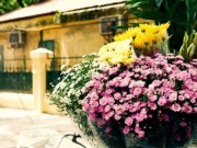 Du lịch - Hà Nội tháng 3 - thành phố mùa hoa đẹp nhất miền Bắc