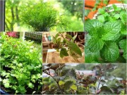 Nhà đẹp - Tự trồng 6 loại rau thảo mộc đẹp hữu ích khiến hàng xóm "phát thèm"