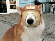 Nhà đẹp - Những tình huống mắc kẹt "ngầu nhất quả đất" của lũ chó đáng thương