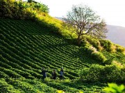 Du lịch - Đi Tây Nguyên mùa này để thưởng thức trọn vẹn vẻ đẹp hoang sơ 'không thể cưỡng lại"