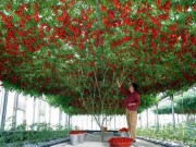Nhà đẹp - Choáng váng với giống cà chua bạch tuộc cho năng suất... 32.000 quả/ vụ