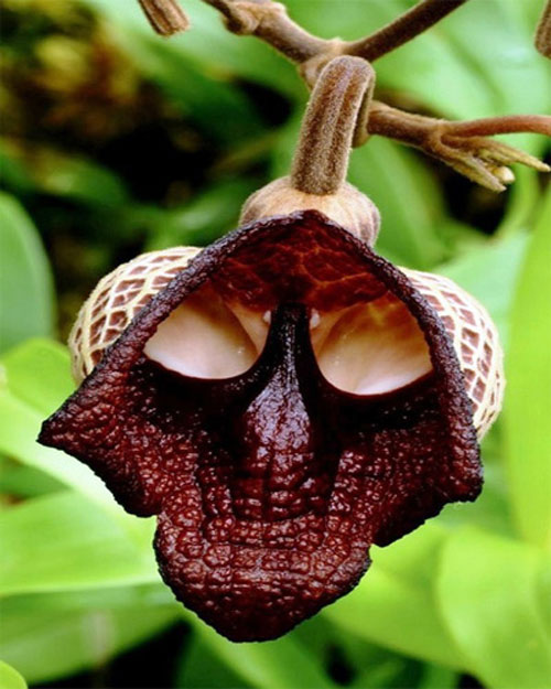 Những loài hoa độc - lạ nhất thế giới mà amp;#34;nhìn mãi mới biết là hoaamp;#34; - 12