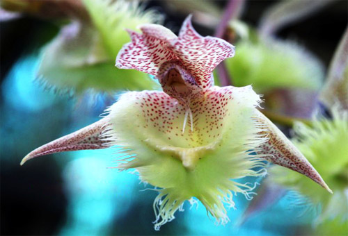 Những loài hoa độc - lạ nhất thế giới mà amp;#34;nhìn mãi mới biết là hoaamp;#34; - 10