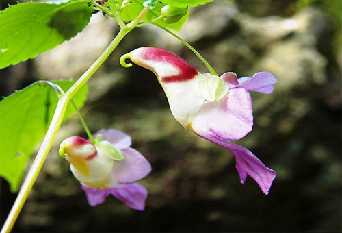 Những loài hoa độc - lạ nhất thế giới mà amp;#34;nhìn mãi mới biết là hoaamp;#34; - 18