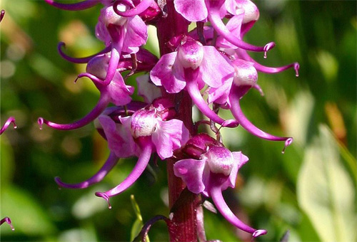 Những loài hoa độc - lạ nhất thế giới mà amp;#34;nhìn mãi mới biết là hoaamp;#34; - 14