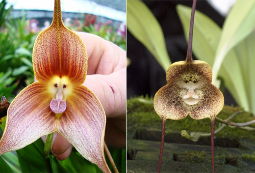 Những loài hoa độc - lạ nhất thế giới mà amp;#34;nhìn mãi mới biết là hoaamp;#34; - 4