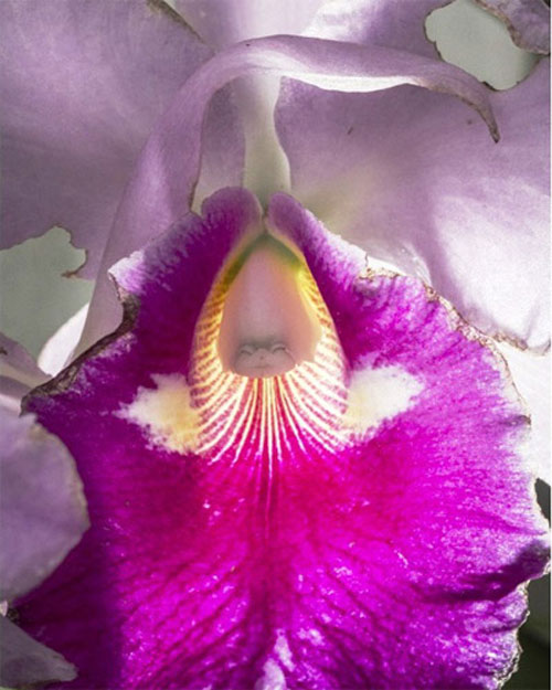 Những loài hoa độc - lạ nhất thế giới mà amp;#34;nhìn mãi mới biết là hoaamp;#34; - 6
