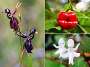 Nhà đẹp - Những loài hoa độc - lạ nhất thế giới mà "nhìn mãi mới biết là hoa"