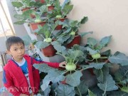 Nhà đẹp - Mẹ Hà thành tiết lộ cách trồng "ruộng bậc thang" su hào tại nhà