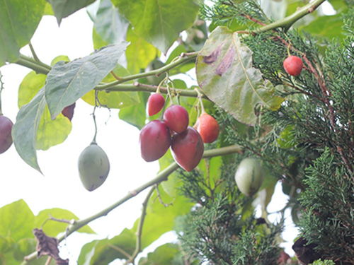 Kỹ thuật trồng cây cà chua lạ cho năng suất khủng được người làm vườn săn đón
