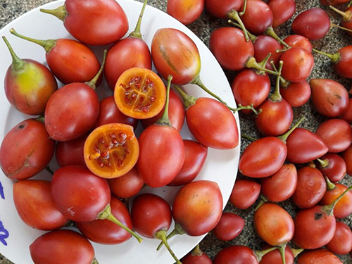 Kỹ thuật trồng cây cà chua lạ cho năng suất khủng được người làm vườn săn đón