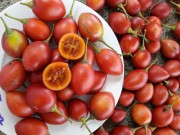 Nhà đẹp - Kỹ thuật trồng cây cà chua lạ cho năng suất “khủng” được người làm vườn săn đón