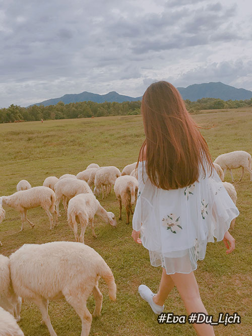 Ít ai biết có một đồi cỏ toàn cừu đẹp như châu Âu chỉ cách Sài Gòn 70km - 1