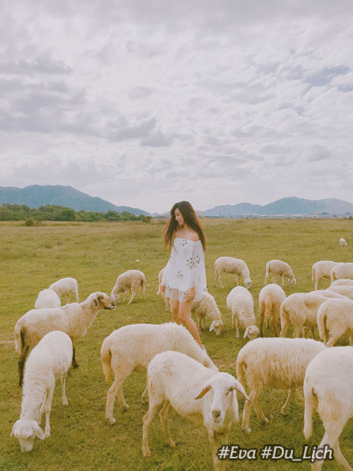 Ít ai biết có một đồi cỏ toàn cừu đẹp như châu Âu chỉ cách Sài Gòn 70km - 3