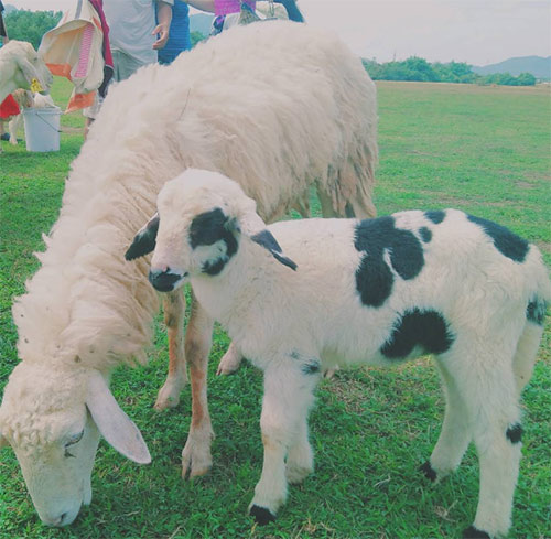 Ít ai biết có một đồi cỏ toàn cừu đẹp như châu Âu chỉ cách Sài Gòn 70km - 10