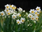 Nhà đẹp - Bày 5 loại hoa này trong nhà không sớm thì muộn, kiểu gì cũng giàu