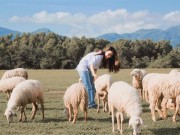 Du lịch - Ít ai biết có một đồi cỏ toàn cừu đẹp như châu Âu chỉ cách Sài Gòn 70km