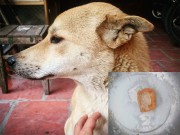 Nhà đẹp - Anh chủ đẹp trai khóc mếu trước chú chó cưng "sang chảnh nhất hành tinh"