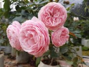 Nhà đẹp - Ghé thăm vườn hồng không mất phí và đẹp hơn lễ hội hoa hồng