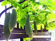 Nhà đẹp - Kinh nghiệm trồng rau sạch theo phương pháp thủy canh đáng nể của ông bố trẻ Sài Gòn