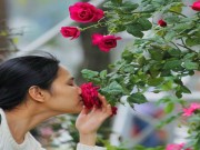 Nhà đẹp - Mặc chê bai, người yêu hoa vẫn mê mẩn với trăm loại hoa ở lễ hội hoa hồng