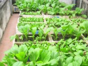 Nhà đẹp - 6 loại rau trồng thùng xốp tháng 3 để "hợp thời", ăn mãi không hết