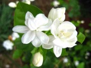 Nhà đẹp - 6 loài cây để trong nhà vừa thơm vừa làm sạch không khí ít người biết