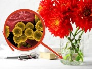 Nhà đẹp - Muốn hoa mãi không tàn phai, chị em phải biết 10 mẹo này