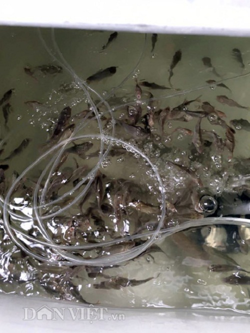 Trang trại mini ngập rau, cá, thỏ, gà... của mẹ 8X giữa lòng Hà Nội - 10