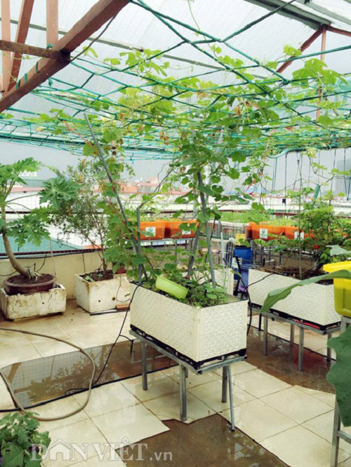 Trang trại mini ngập rau, cá, thỏ, gà... của mẹ 8X giữa lòng Hà Nội - 12